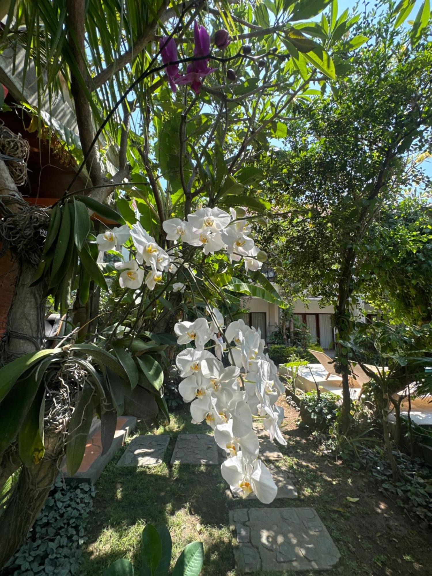 Diuma Residence Yoga Meditation Retreat And Healing Center Sanur Extérieur photo